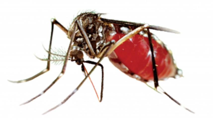 dengue mosha.jpg