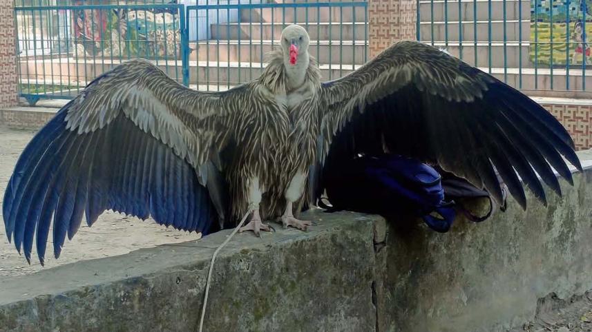 Rangpur vultures rescue _0e1f.jpg