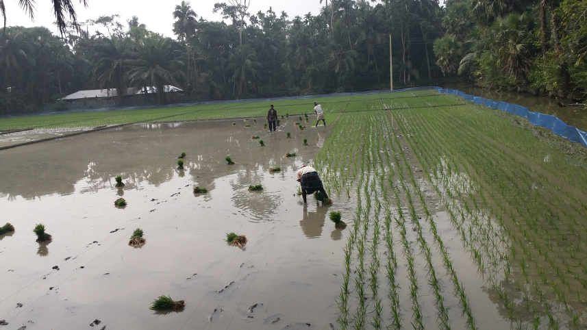 Edited--Bagerhat Boro Farming.jpg