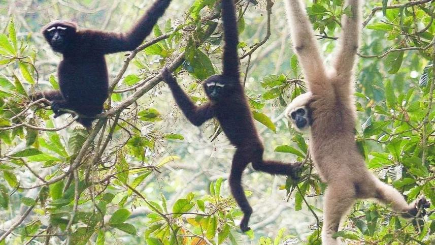Lawachara a haven for 13 endangered Hoolock families_ac9b.jpg