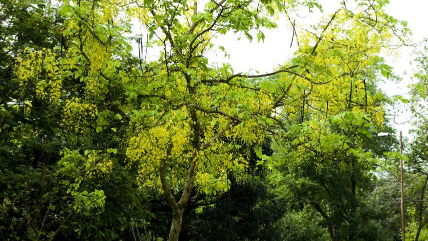  living experience in uttara dhaka