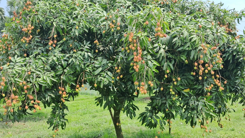 Litchi season kicks off as Dinajpurs first harvest reaches markets _294e.jpg
