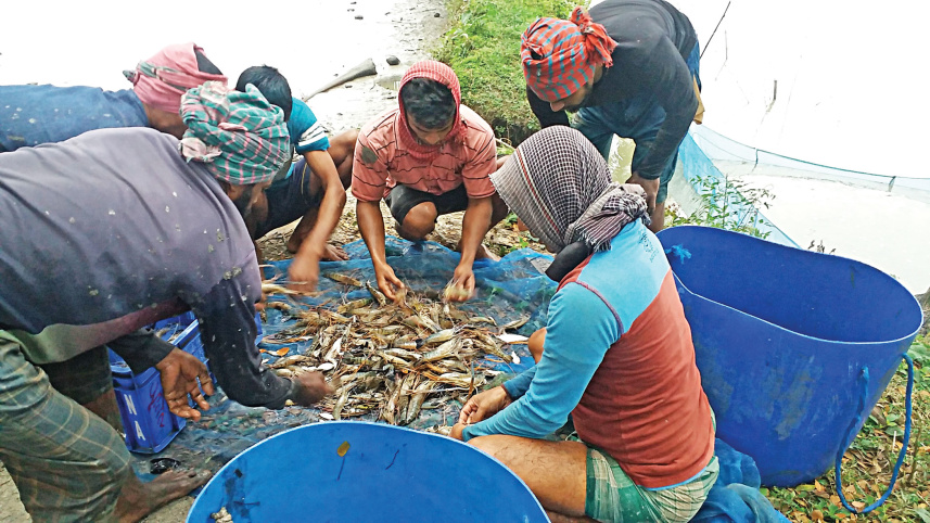 prawn-farmers-3.jpg