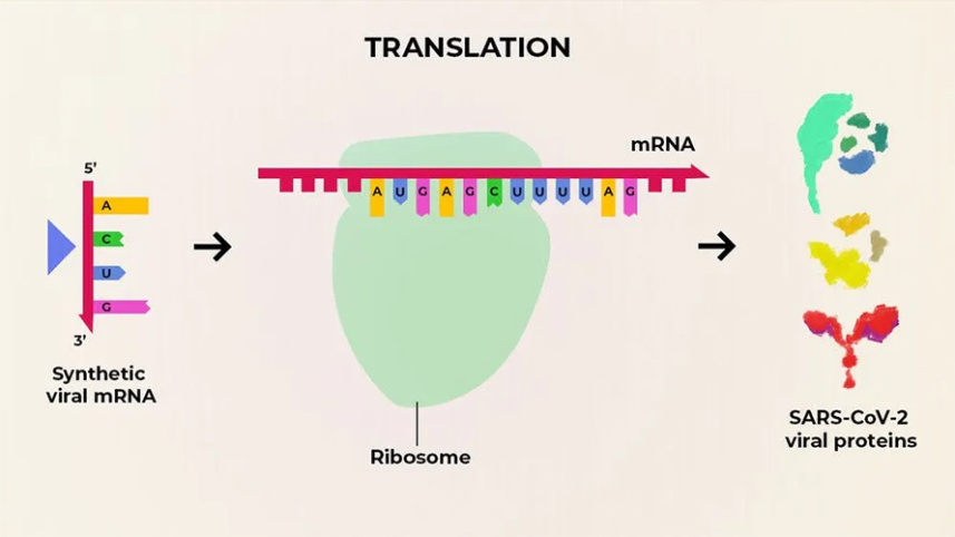mrna_function.jpg