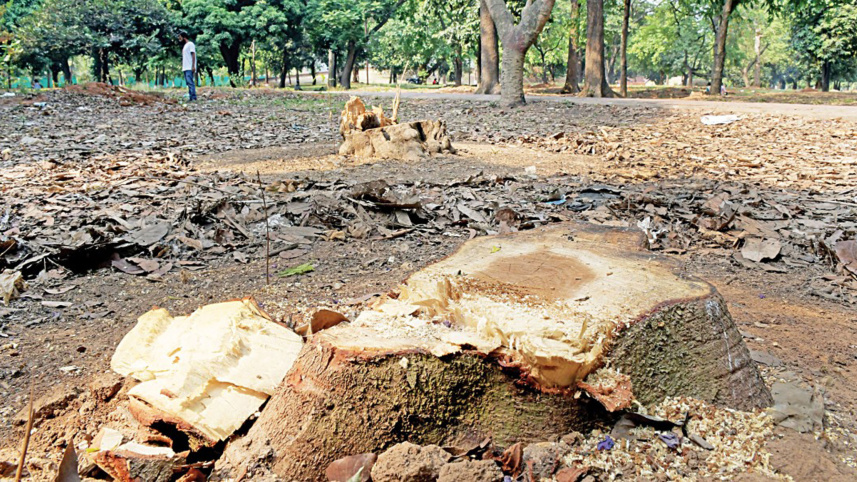 felling-trees-suhrawardy-2.jpg