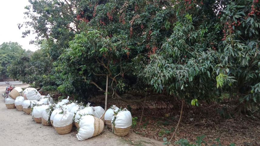 litchis-ishwardi-pabna-2.jpg