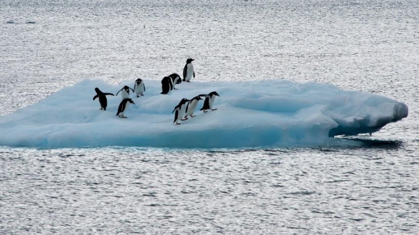 Antarctica-penguins-afp (1).jpg