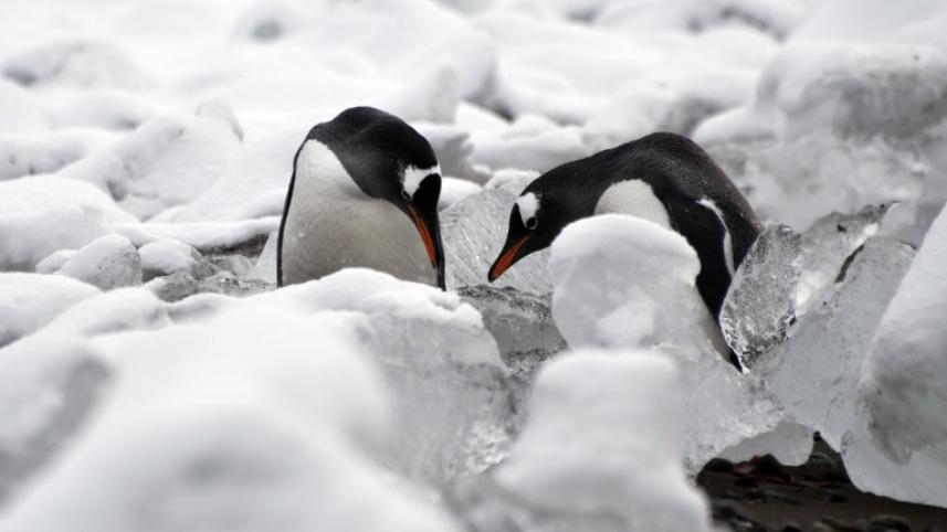 Antarctica-penguins-afp (4).jpg