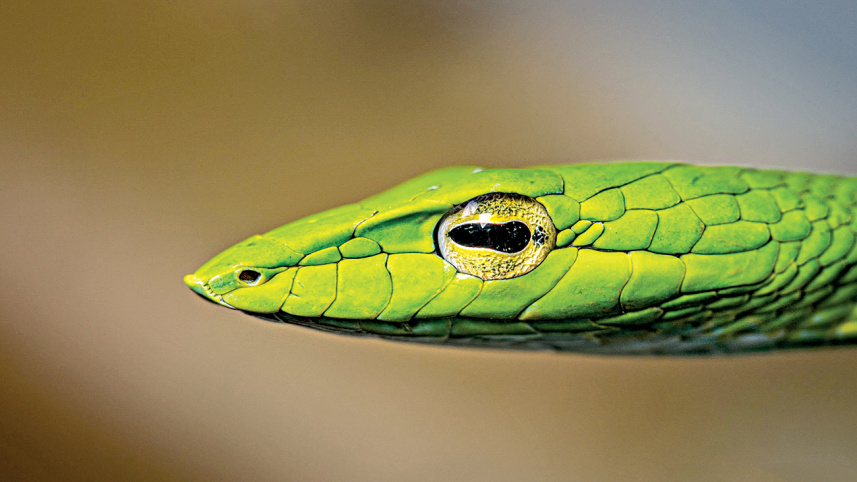 asian_vine_snake.jpg