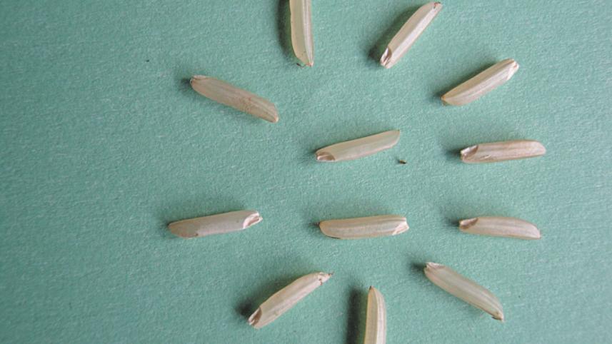 autometic cheer 2.jpg