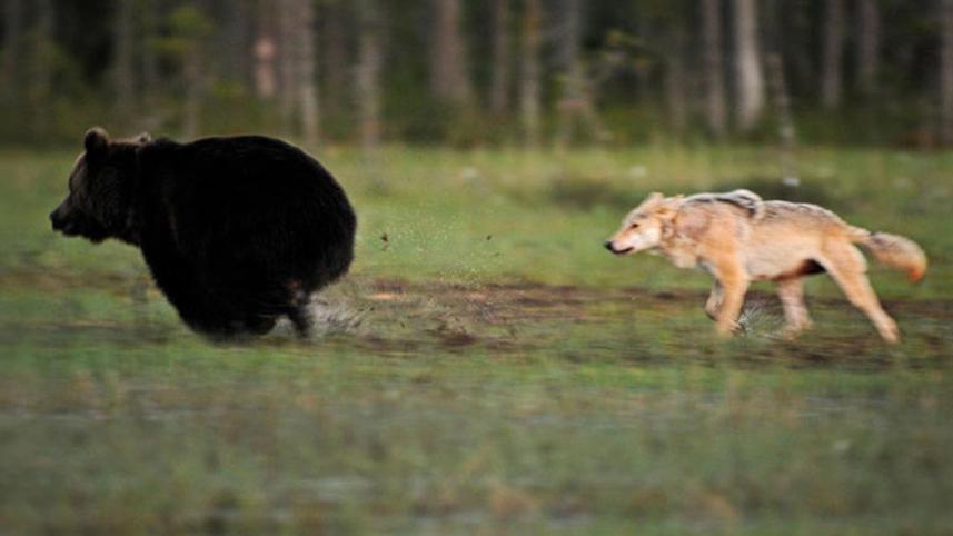 bear-wolf-3-WEB.jpg