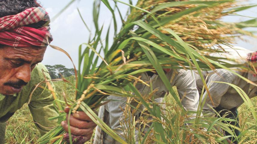 Boro harvesting season 3.jpg