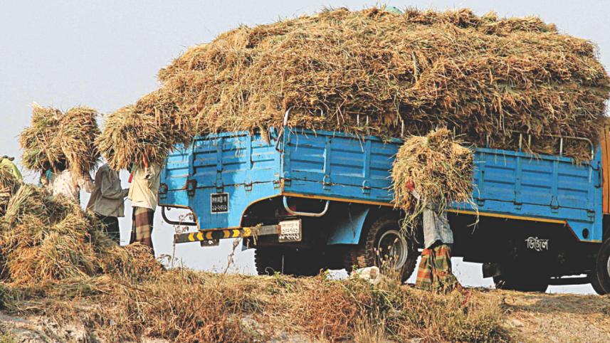 Boro harvesting season 4.jpg