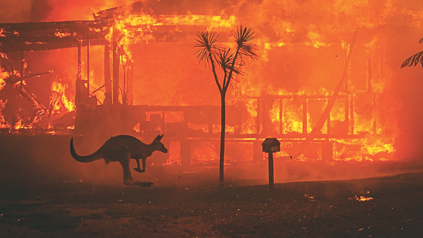 bushfires1.jpg