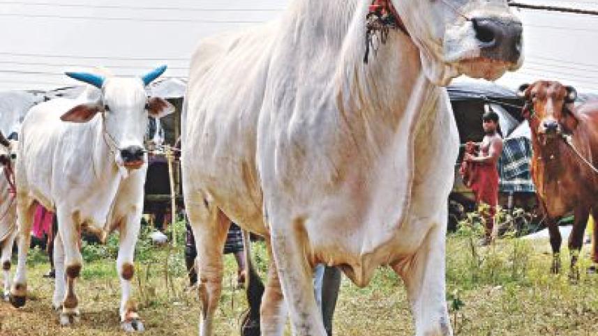 Choices Aplenty10.jpg