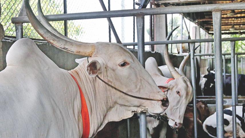 Choices Aplenty2.jpg