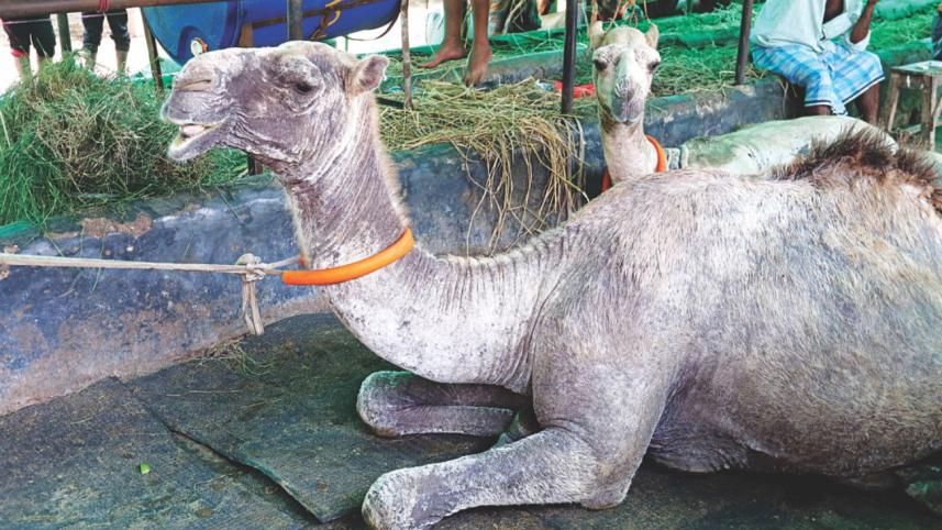 Choices Aplenty3.jpg