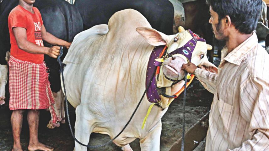 Choices Aplenty7.jpg