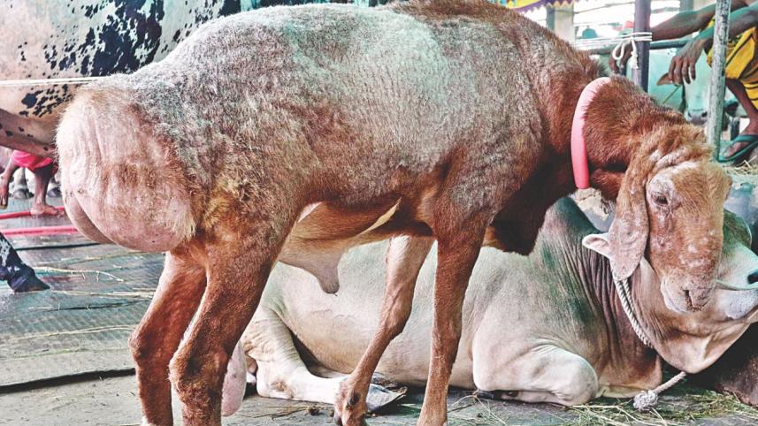 Choices Aplenty8.jpg