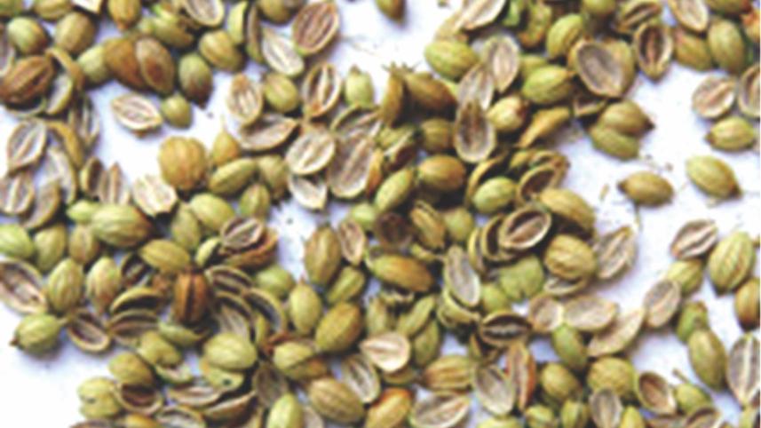 Coriander seed