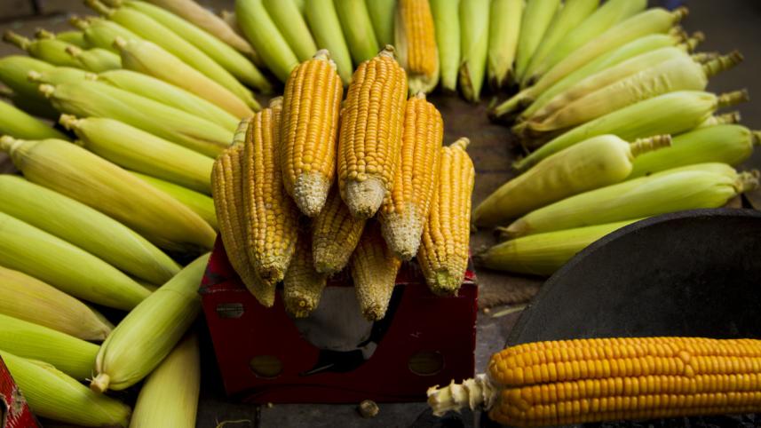 Corn