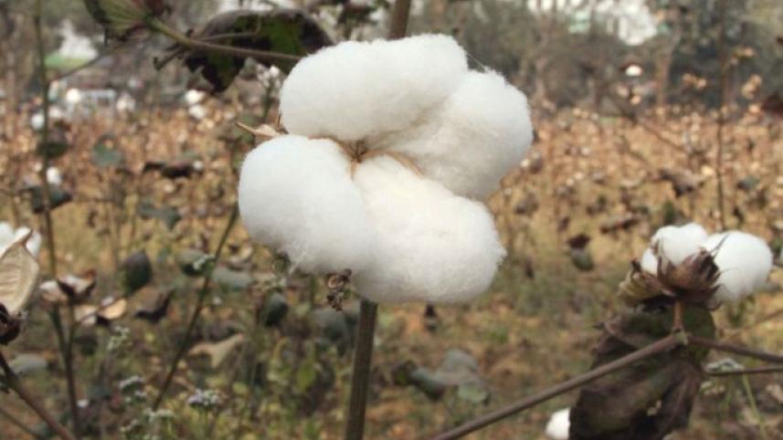 Cotton 3.JPG