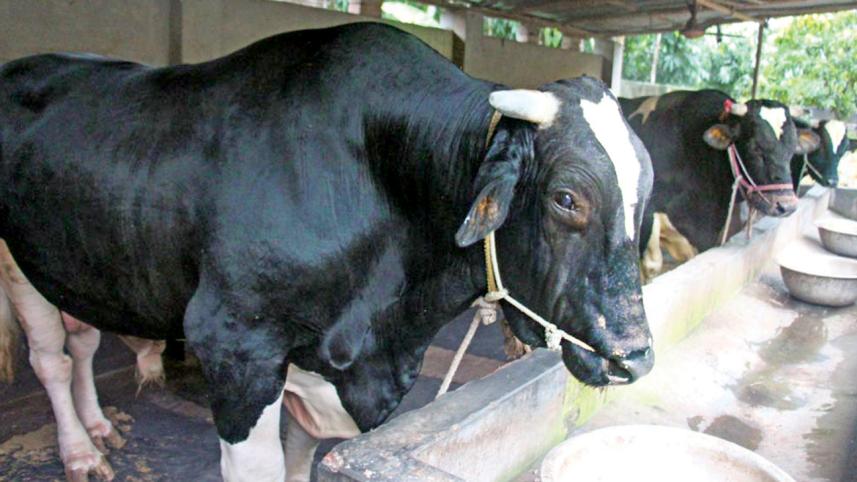 cow.jpg
