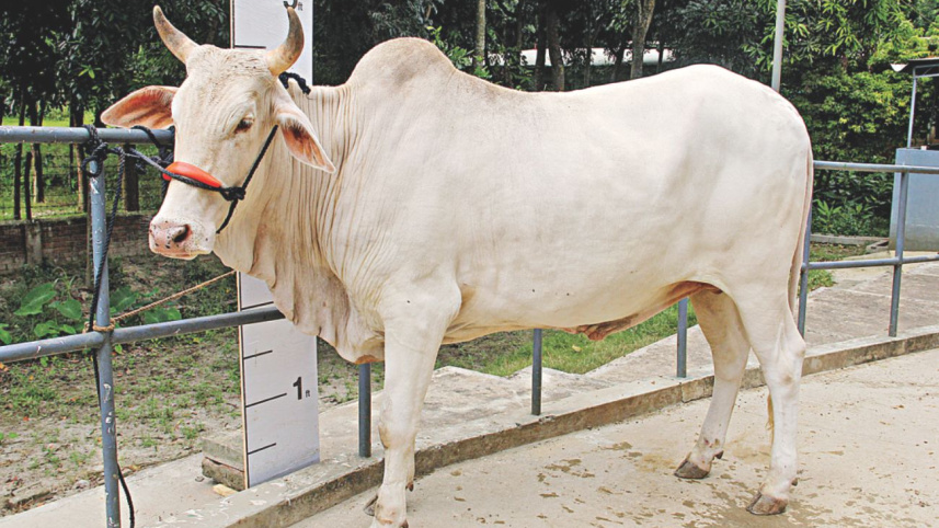 Mirkadim Cattle 