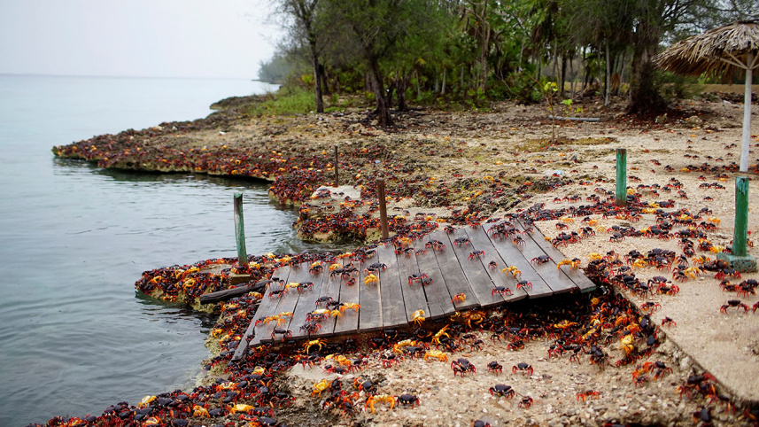cuba-landcrabs