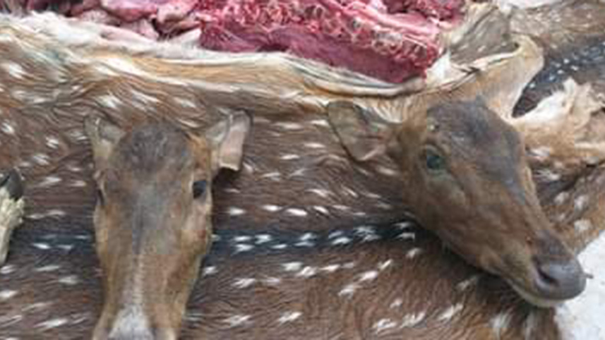 deer-heads-web.jpg