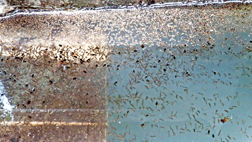 dengue-in-dhaka-2.jpg