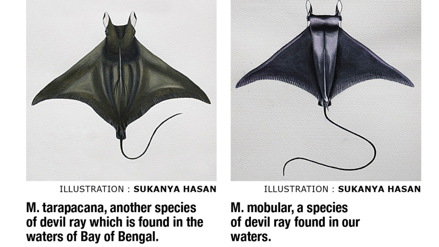 devil-ray.jpg