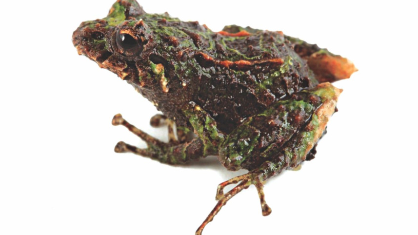 discovered_animal_species