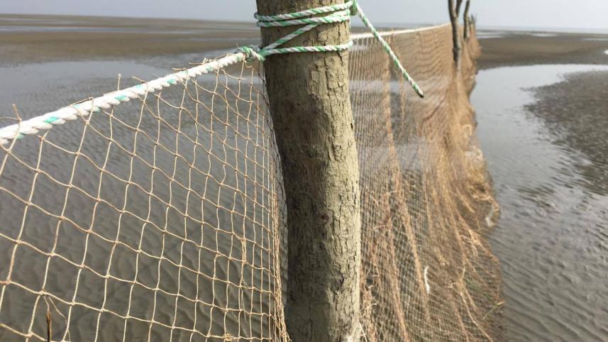 Dolphin-4 Caption-Photo-Star.jpg