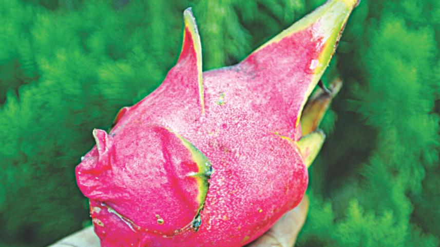 Dragon Fruit 2.jpg