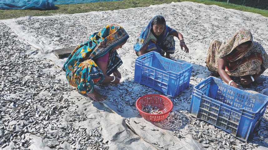 dried_fish_making_2.jpg
