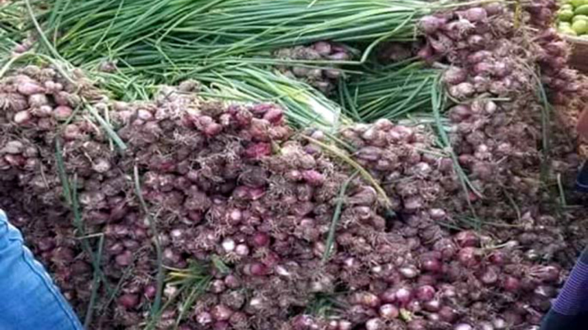 early_onion_2.jpg