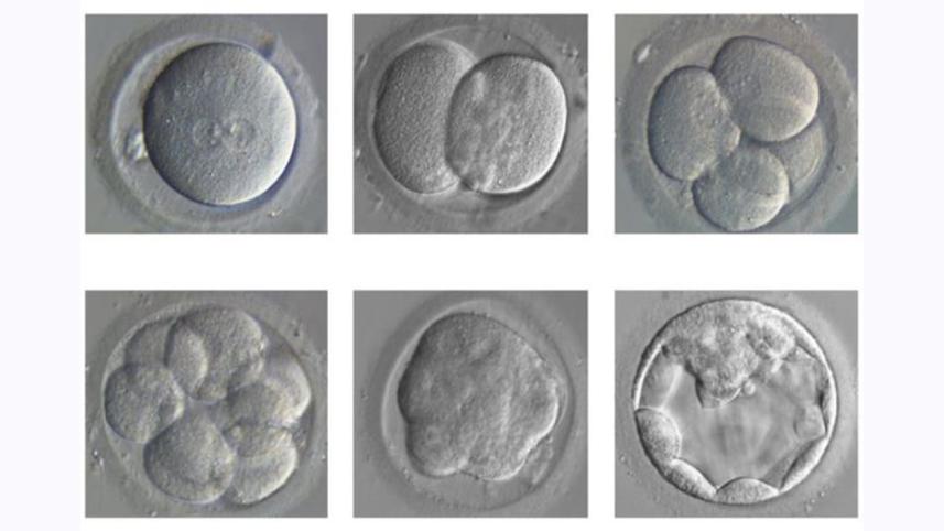 Embryo-2.jpg