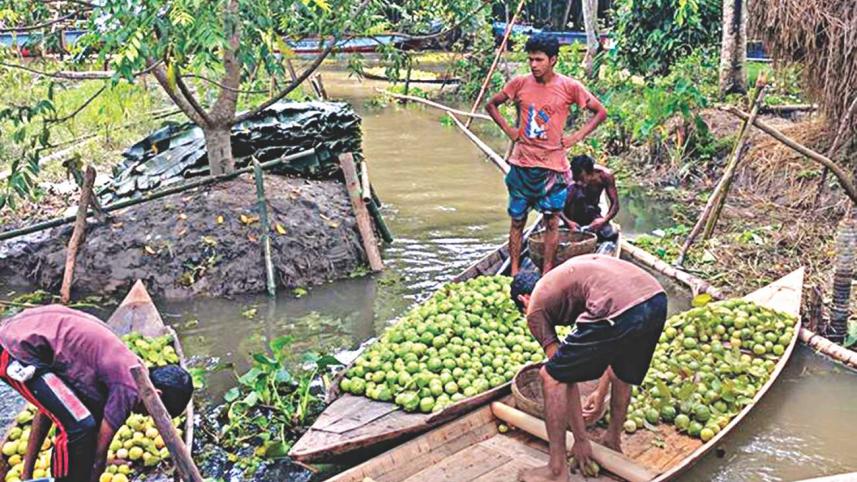 floating_guava_market_at_bhimruli_over_kirtipasha_canal.jpg