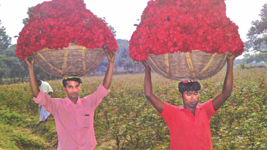 flower cultivators 3.jpg