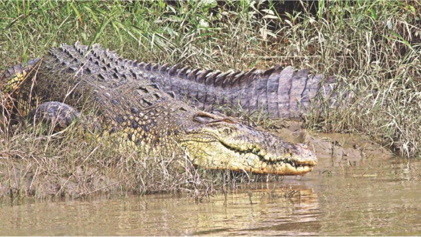 Gambling with the last glory of Bengal