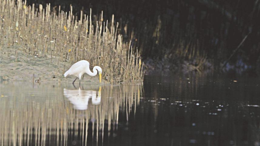 Gambling with the last glory of Bengal