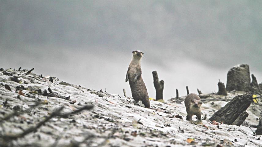 Gambling with the last glory of Bengal