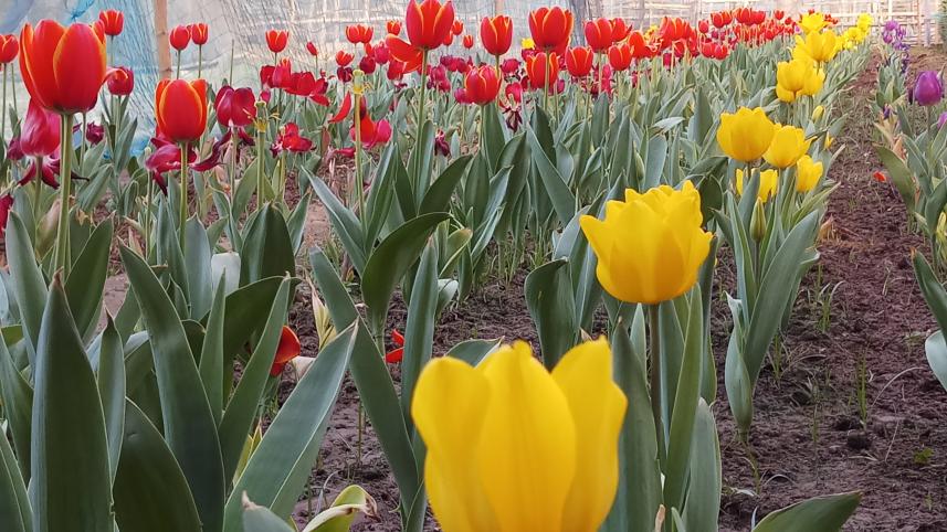 Tulips bloom in Bangladesh