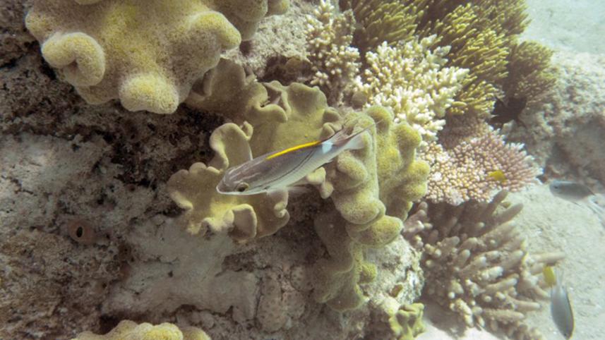 Great Barrier Reef--4.jpg