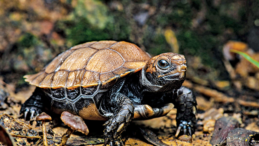 hatchling_asian_giant_tortoise.jpg