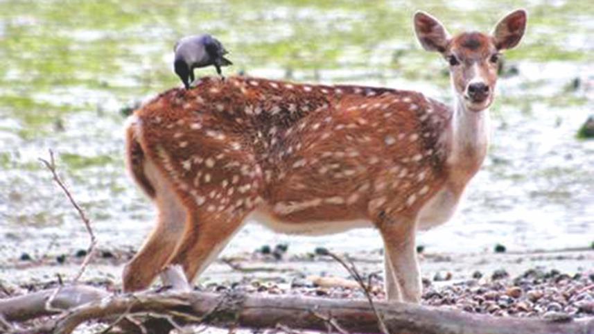 In the land of the Bengal tigers