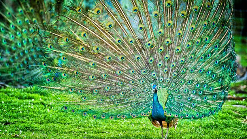 indian peafowl male.jpg