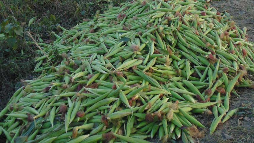 Lalmonirhat-Baby-Corn