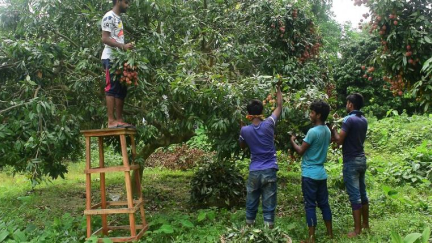 Lychee growers in Pabna